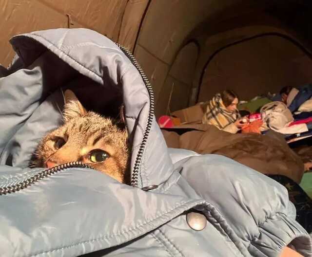 Звездный кот Степан смог выбраться из Харькова. Теперь он во Франции