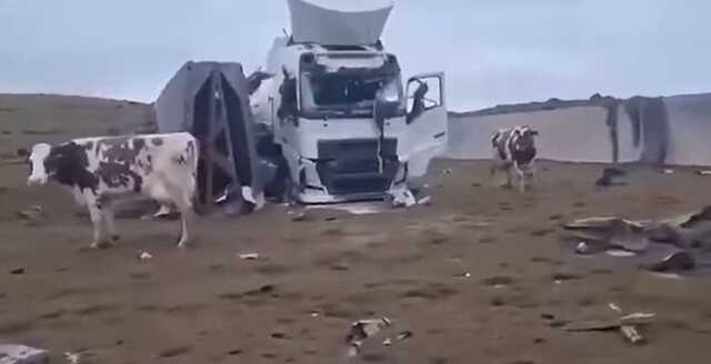 Окупанти зруйнували агропідприємство на Харківщині. "Денацифіковано" сотні корів