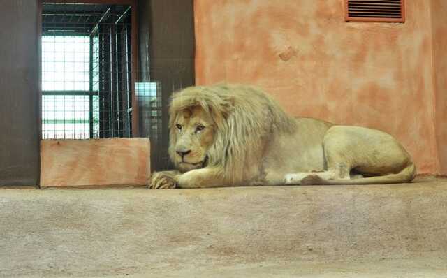 На Киевщине в результате боев с оккупантами погибла часть животных в зоопарке
