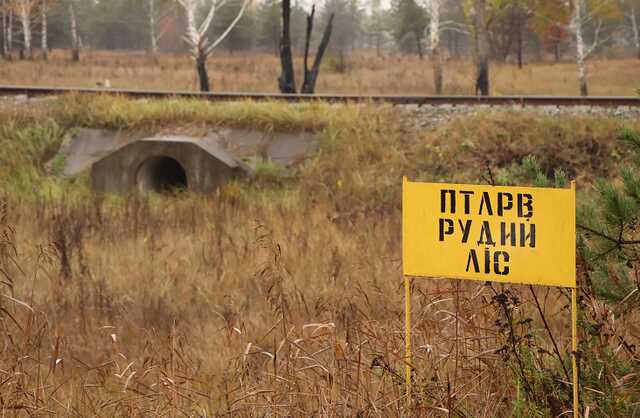 Вероятно, войска РФ получили годовую дозу облучения за сутки в Рыжем лесу, — Энергоатом