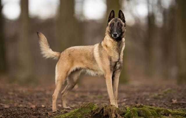 Во Львове врачи спасли 4-летнюю девочку, которую на протяжении часа терзала собака