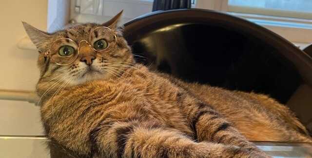 Харьковского кота Степана номинировали на престижную премию: деньги пойдут Украине