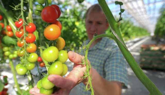 Украине в этом году придется импортировать овощи и рис, – Минагрополитики