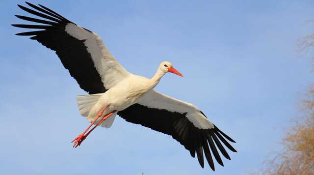 Бойовий друг і талісман: на позиції до українських військових прилетів лелека