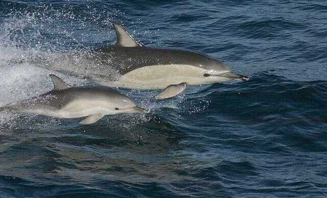 Росіяни зарізали та посмажили дельфіна на пляжі в Анапі