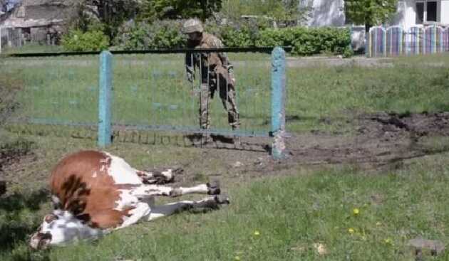 Контуженные и умершие животные, развалившиеся дома и школы: что происходит под оккупированным Изюмом