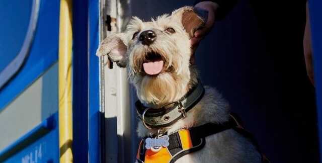 У Укрзализныци новый символ — четырехлапая "проводница" Николь