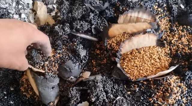 В Харькове удалось спасти образцы генетического центра семян