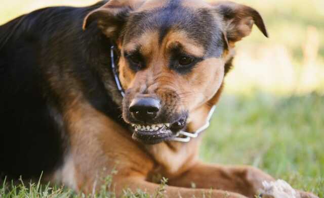 В Киевской области сообщили о случаях бешенства у животных