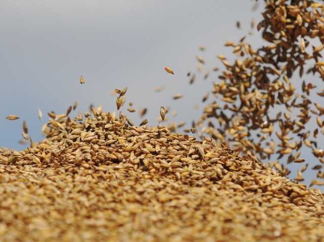Оккупанты целыми караванами фур вывозят зерно с Херсонщины