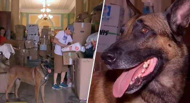 Разгружает гуманитарку и работает "психологом": в Черновцах нашли пса-волонтера