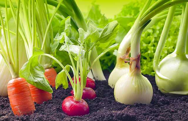 Всі хто посадив городи — бійці продовольчого фронту