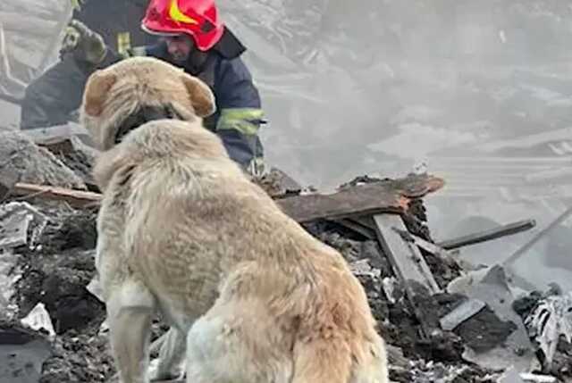 Пес ждет хозяев возле разрушенного дома в Константиновке: в сети показали трогательные фото
