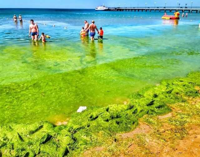 В России море покрылось сплошными зелеными водорослями, однако люди продолжают купаться
