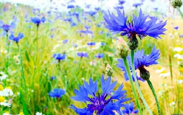 Жара спадет: синоптик рассказала, какую погоду ждать в ближайшие дни