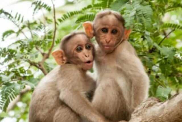 В Грузии зафиксировали первый случай заражения обезьяньей оспой