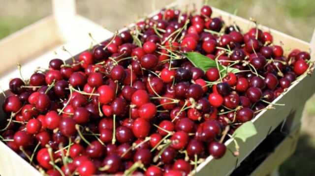В Мелитополе фермеры преподнесли оккупантам "подарочек", накормив их отравленной черешней