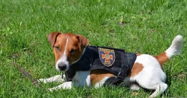 "Нивелирует всю мою работу": пес-сапер Патрон раскритиковал мультфильм про себя