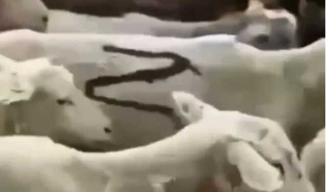 Z-скот: в минсельхозе Дагестана показали кадры "спецоперации" по перегону овец на пастбища