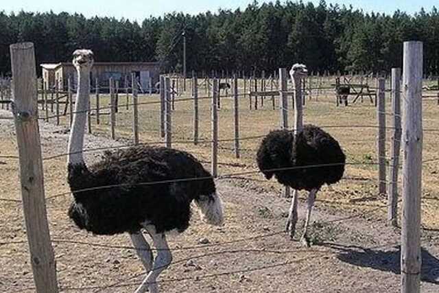 Оккупанты разбомбили страусиную ферму в Ямполе на Донетчине: животные погибли