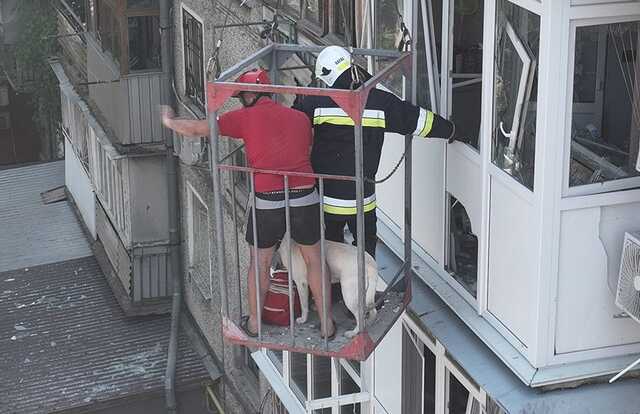 У Миколаєві врятували лабрадора зі зруйнованої внаслідок ракетного удару багатоповерхівки