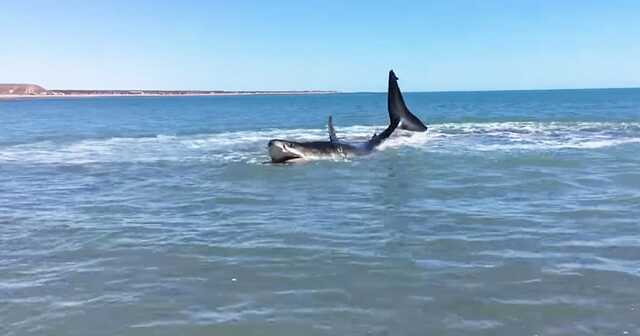 Египет закрыл пляжи Красного моря после гибели 2 женщин от нападения акулы