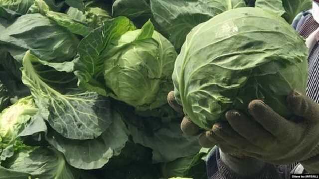 Агрофірми в окупації: «Продати урожай за безцінь чи залишити в полі»