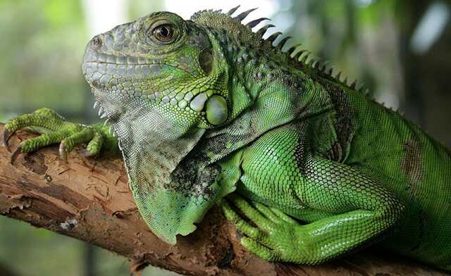 В Киеве спасли сбежавшую из дома игуану