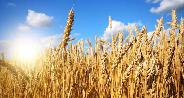 Арестович подтвердил, что зерновое соглашение о разблокировке украинских портов не предполагает перемирия