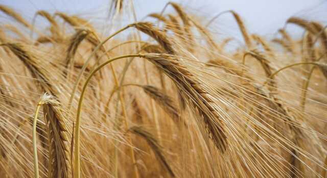 Путін висунув умову для розблокування експорту українського зерна