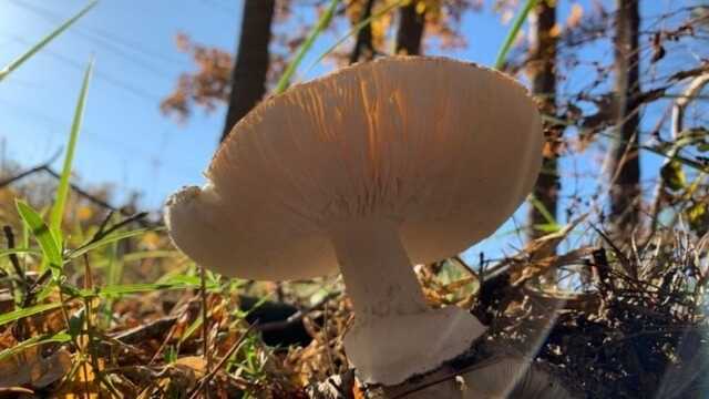 «Похід за грибами закінчився смертю»: під Києвом пенсіонерка підірвалась на рашистській міні