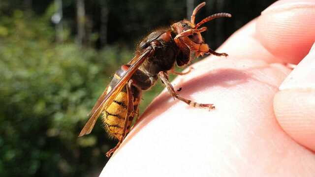 На Закарпатті двоє чоловіків померли в один день від укусів шершнів