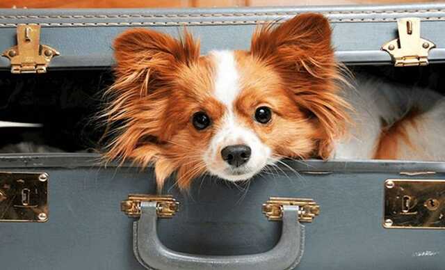 Набули чинності нові правила ввезення тварин з України до Польщі