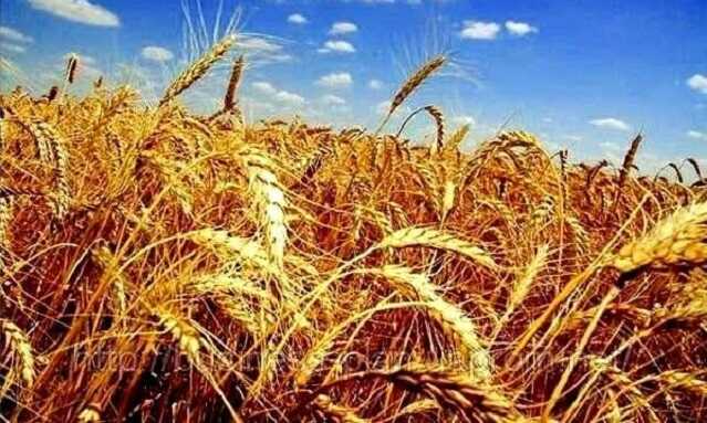 Урожай пшеницы в Украине будет вдвое ниже, чем ожидалось