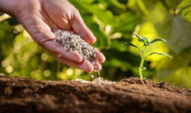 Кабмін зняв фактичну заборону на експорт добрив і жита