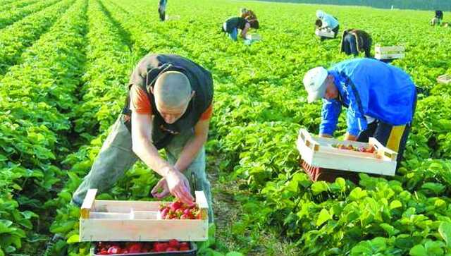 Без українських робітників у Фінляндії на полях пропадають мільйони кілограмів полуниці