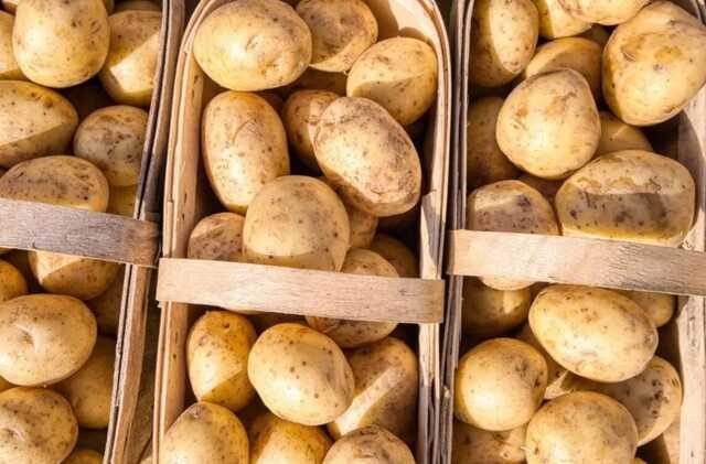 В Україні значно змінилася ціна на картоплю: різниця майже 10 грн/кг