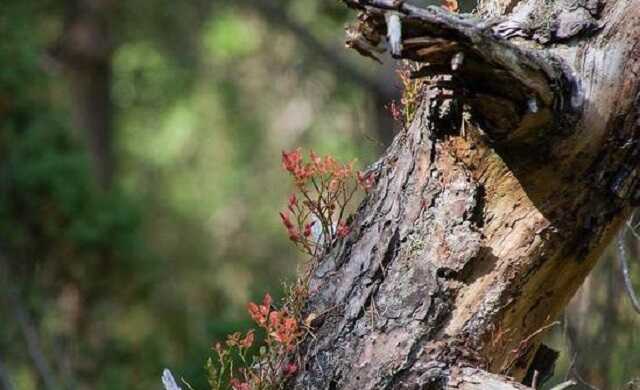 У центрі Києва на жінку впало дерево: першими на допомогу кинулися військові