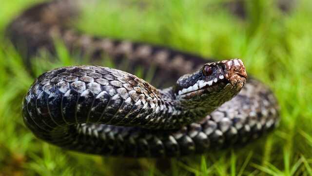 В Карпатах змея укусила 14-летнего парня: ребенок в реанимации