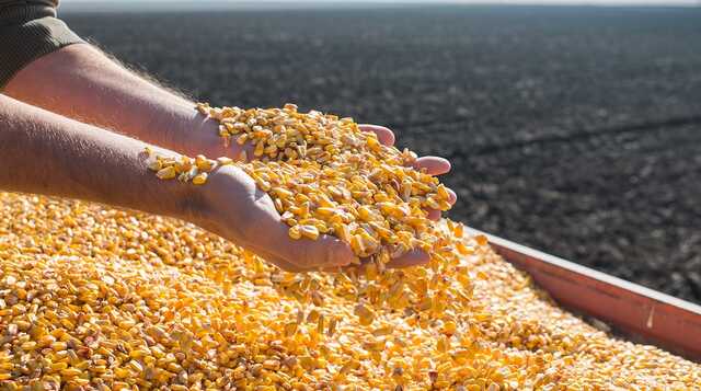 До Німеччини прибув перший поїзд із українською кукурудзою