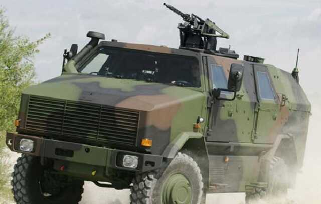 ͳ      Dingo, - Bild