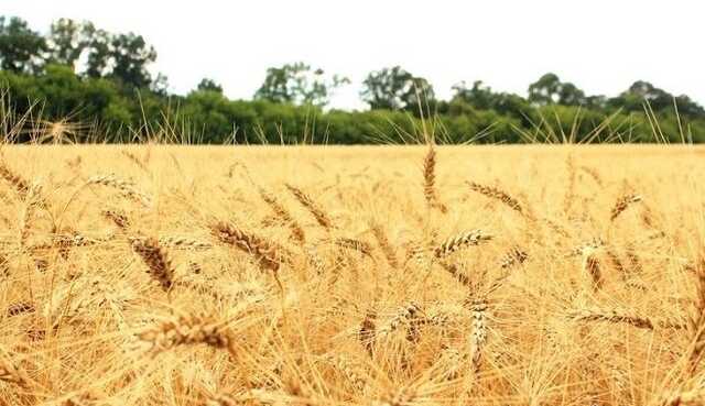 Украина передаст Эфиопии и Сомали 50 тысяч тонн пшеницы