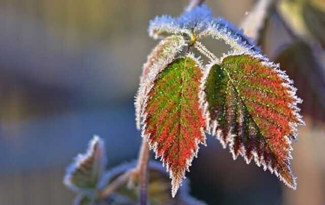 Заморозки атакуют Украину: синоптики предупредили о самом холодном дне