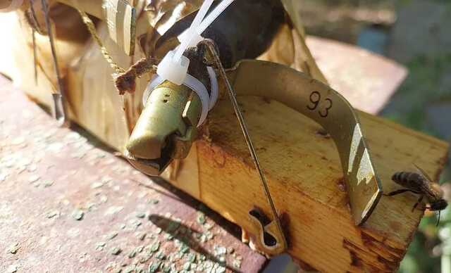 На Київщині окупанти замінували вулик: вибуху не сталося завдяки бджолам