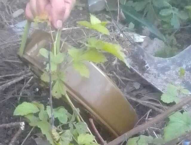 На Киевщине во время обследования лесополосы под грибом нашли мину