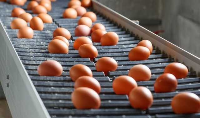 У "Союзі птахівників України" розповіли, чому яйця в магазинах подорожчали майже вдвічі