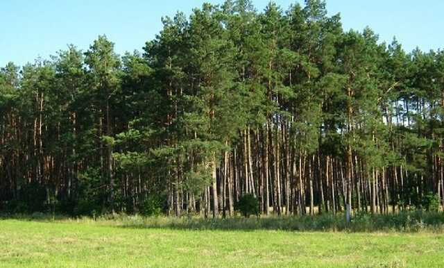 Київський лісгосп скаржиться на рейдерів, які захопили 88 га землі