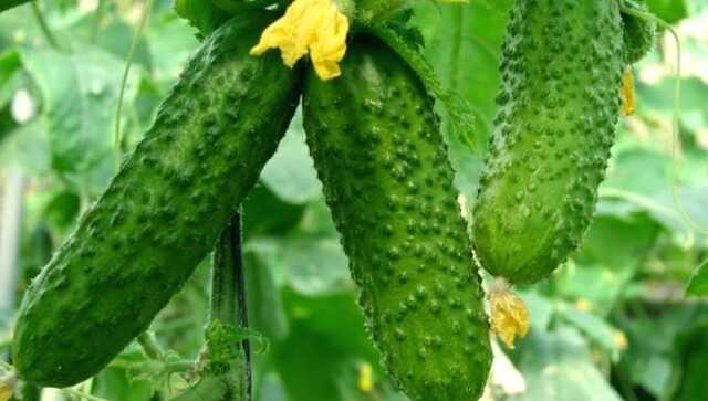 В Україні значно здорожчали огірки