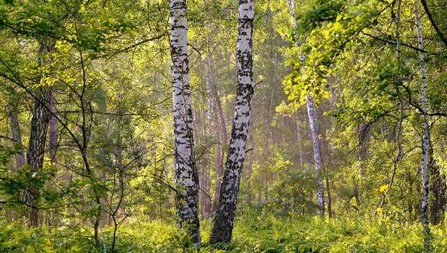 Білорусь запровадила заборону на відвідування лісів у прикордонних районах з Україною