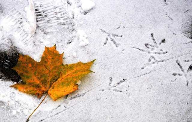 З’явилося відео снігопаду у столиці України